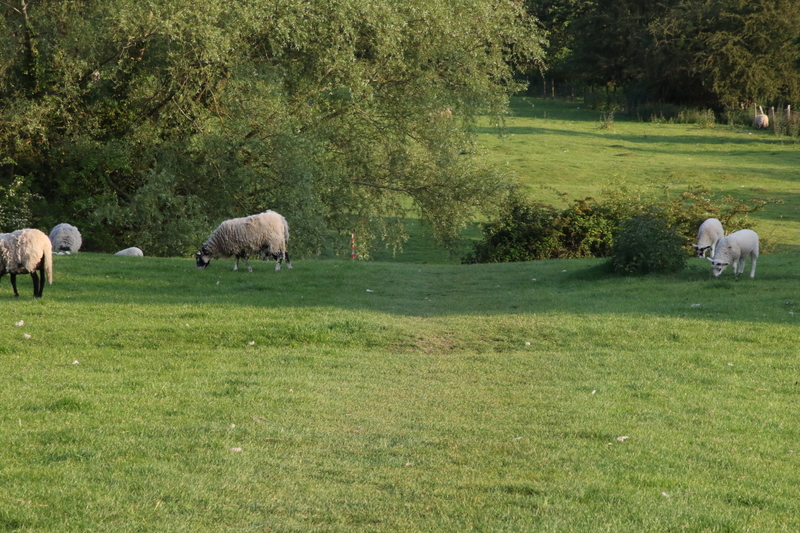 photo of sheep on the race route